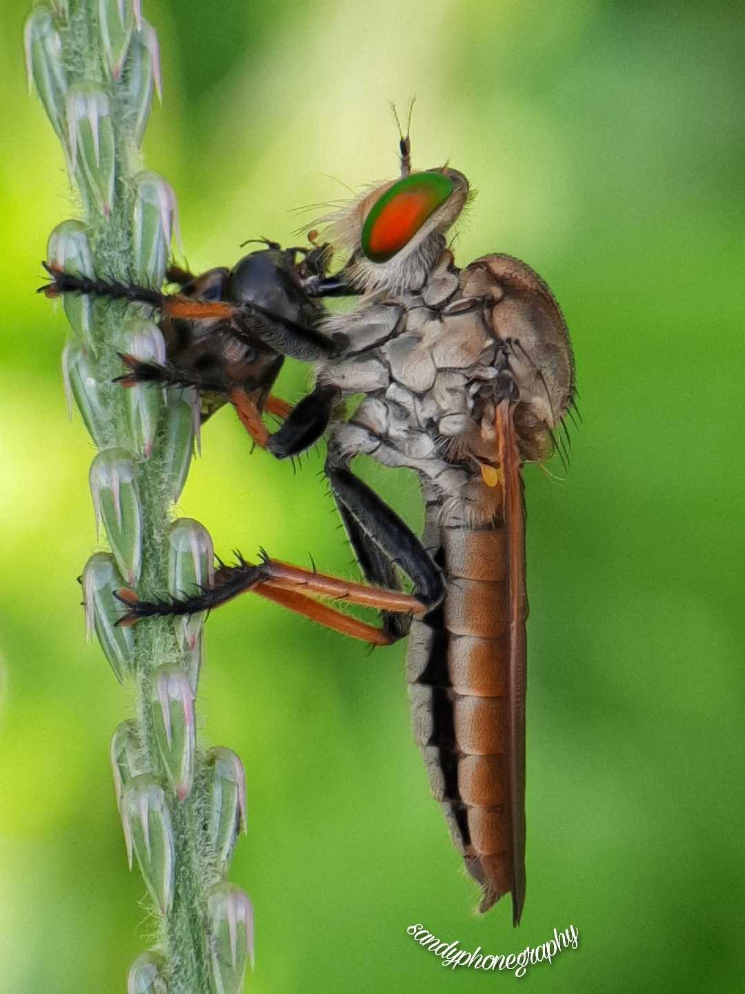 Asilidae