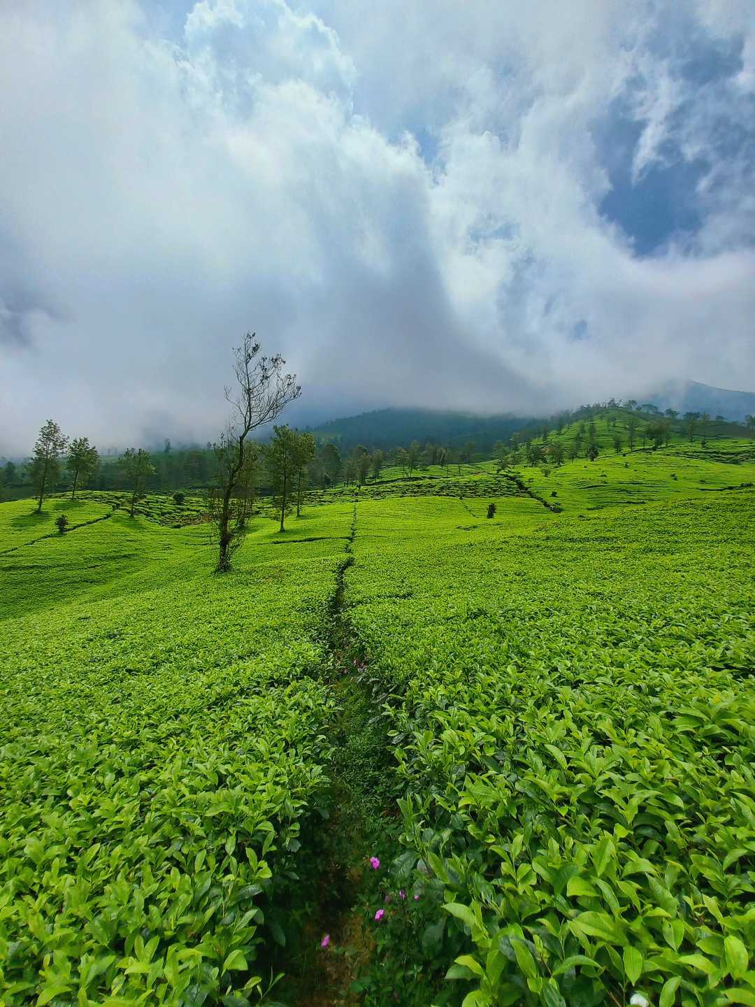 Kebun Teh Gunung Cilik