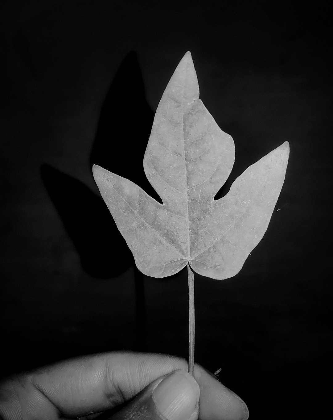 Leaf!