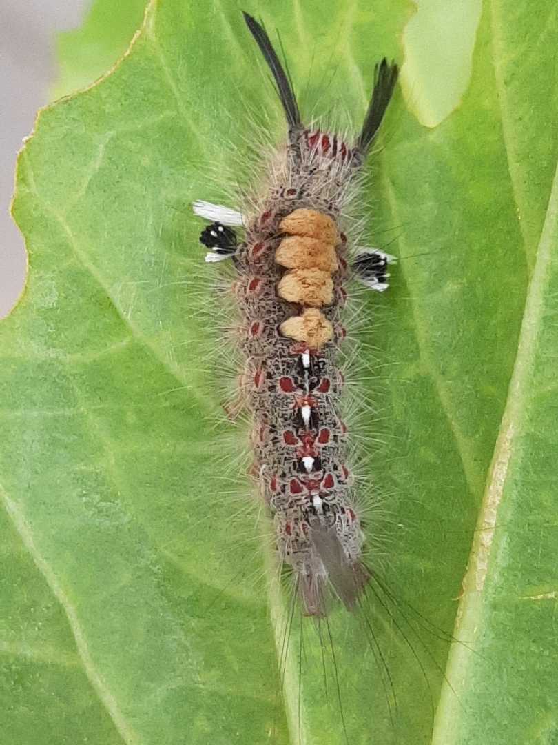 Rusty Tussock Moth (Orgyia antiqua)

