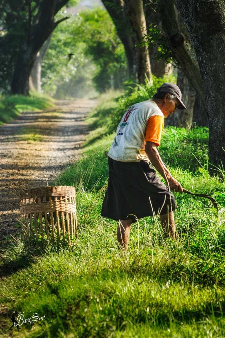 grass finder