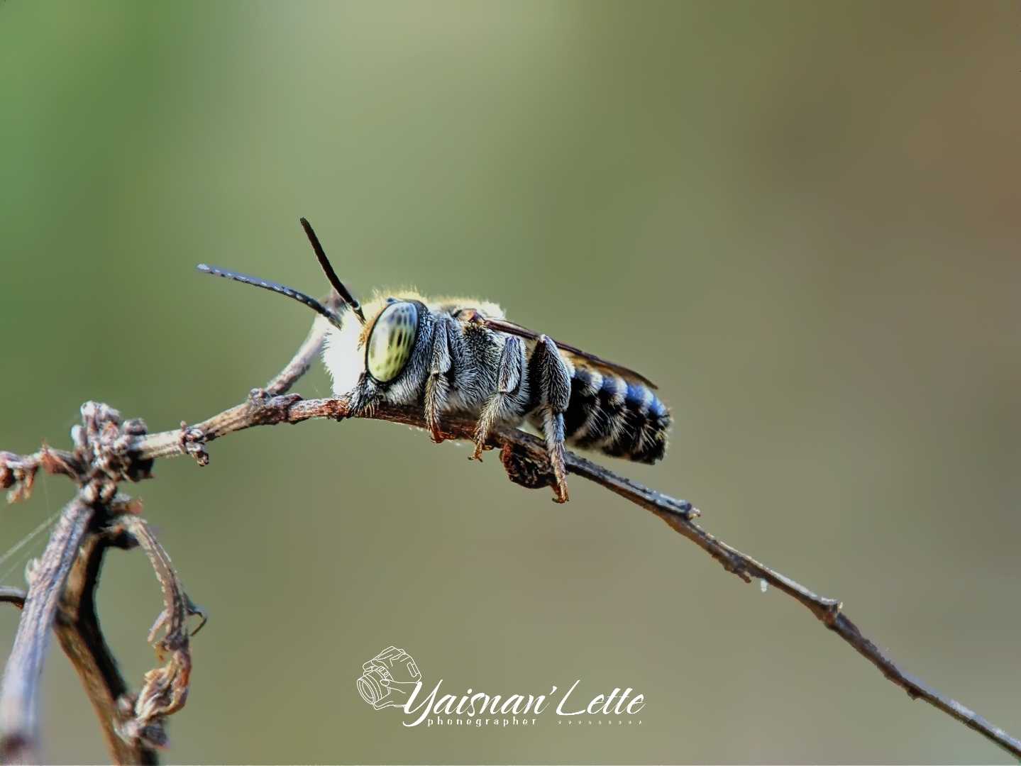 macro
