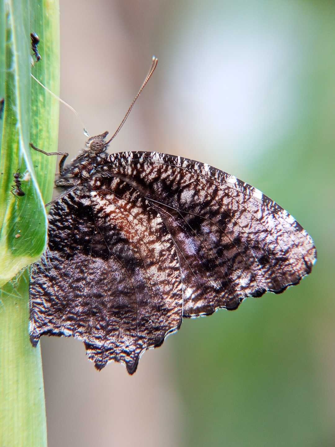 aElymnias huperbesra