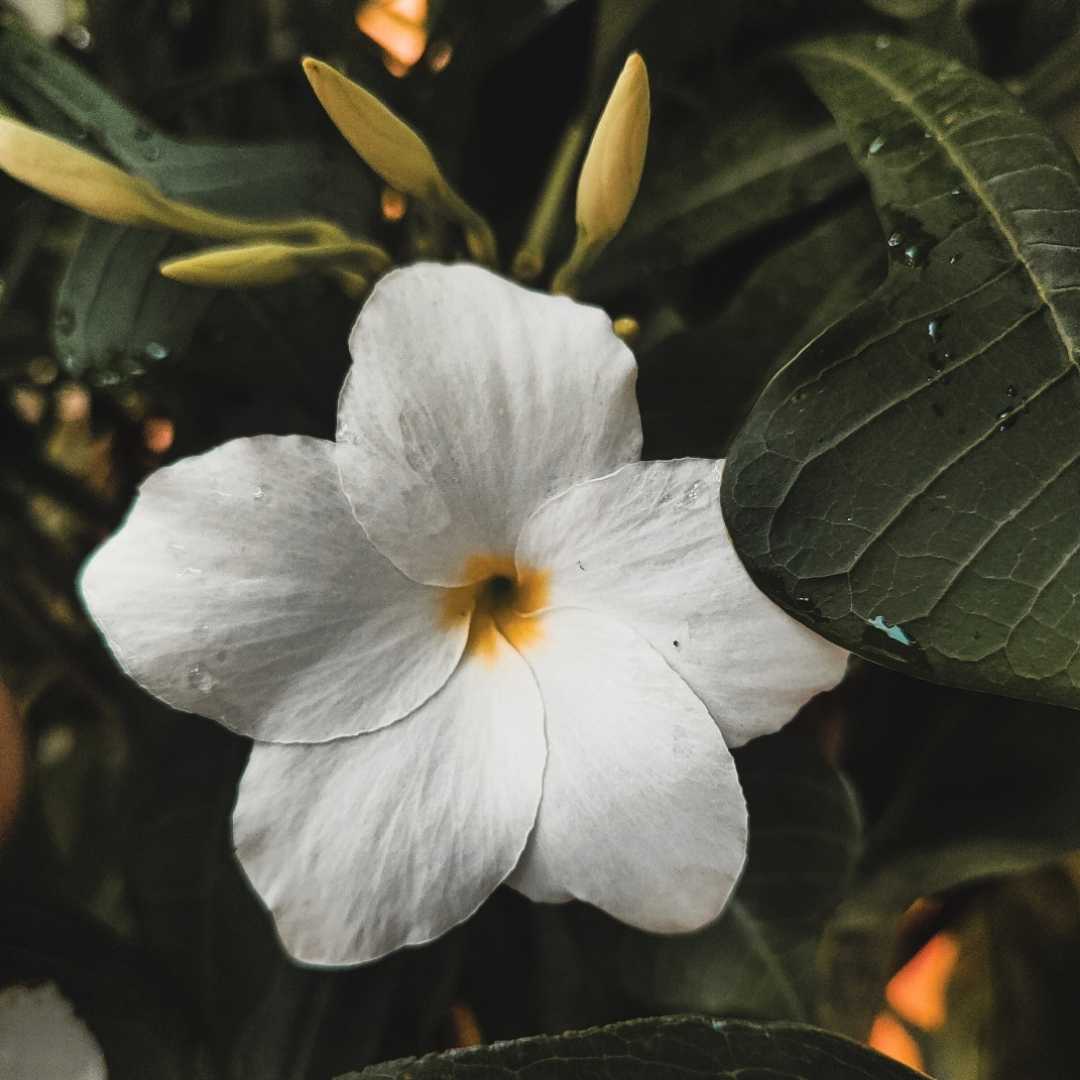 Flower Photography 