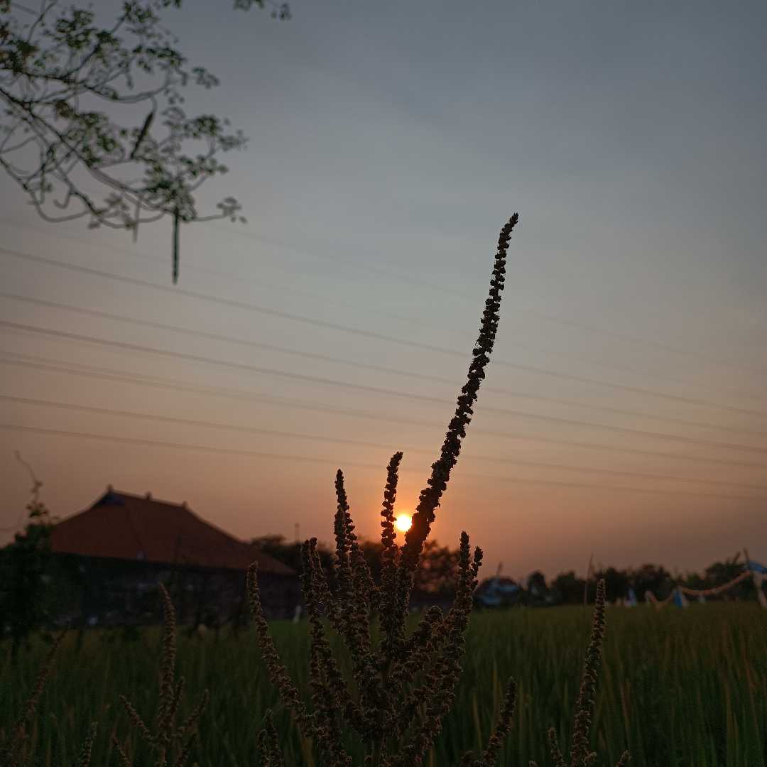  SENJA DIJALAN PULANG