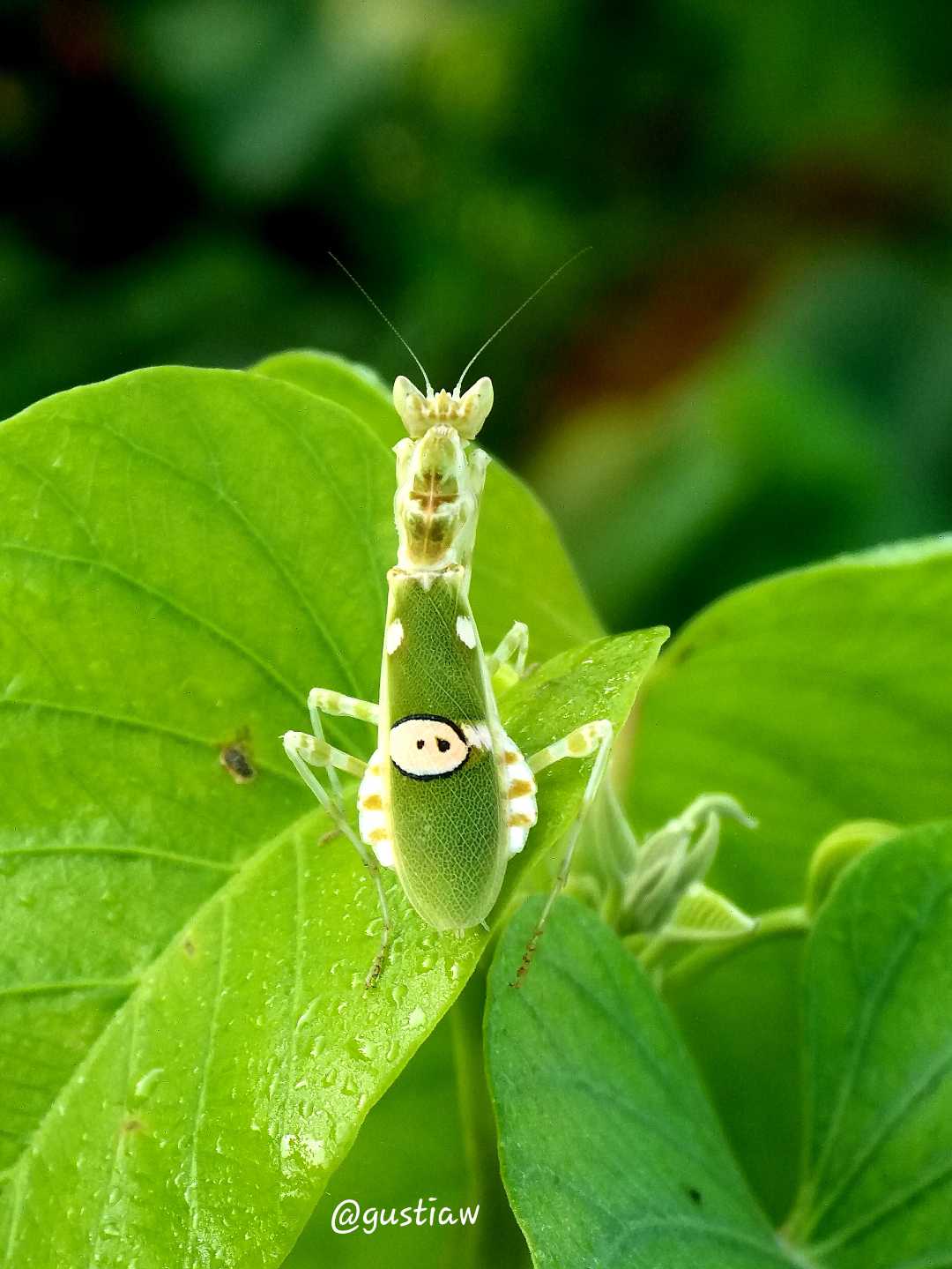 Creobroter Gemmatus