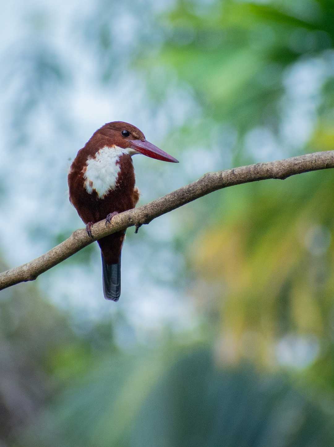 King 'Fisher'