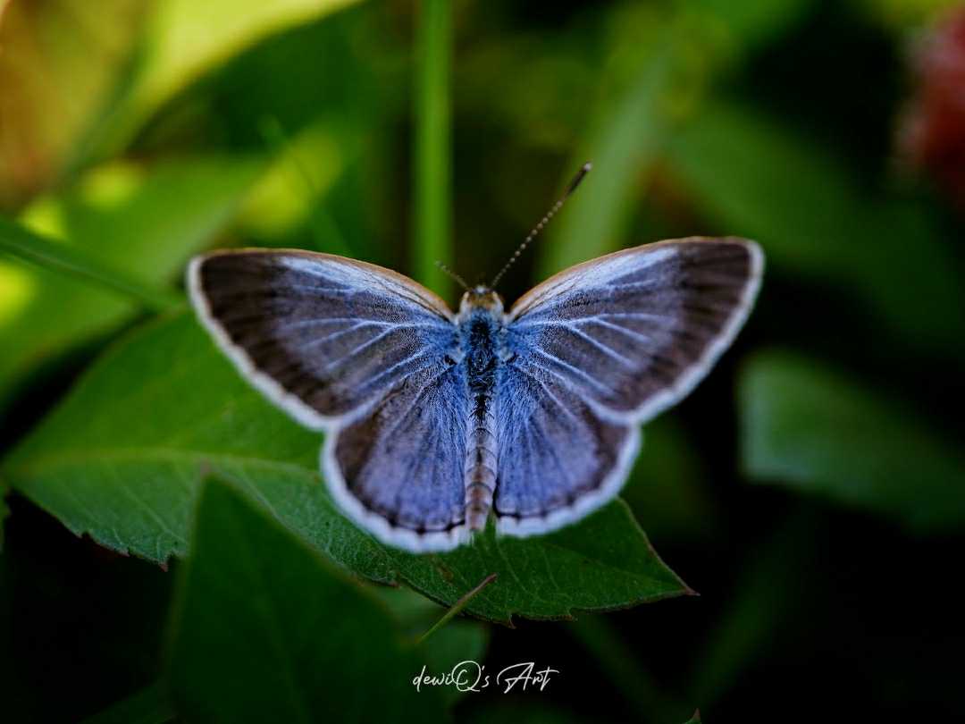 Beautiful Blue