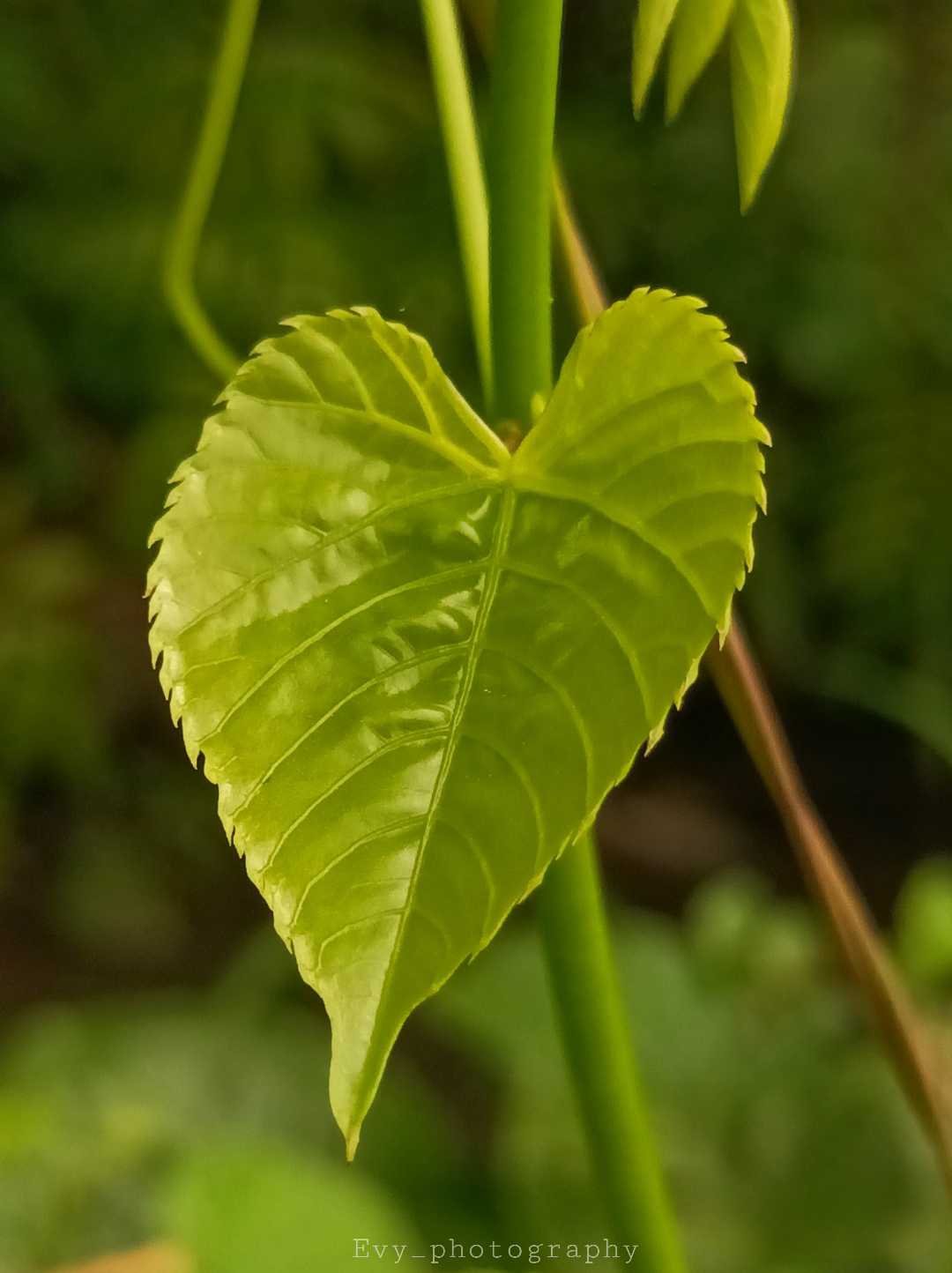 Daun Cissus