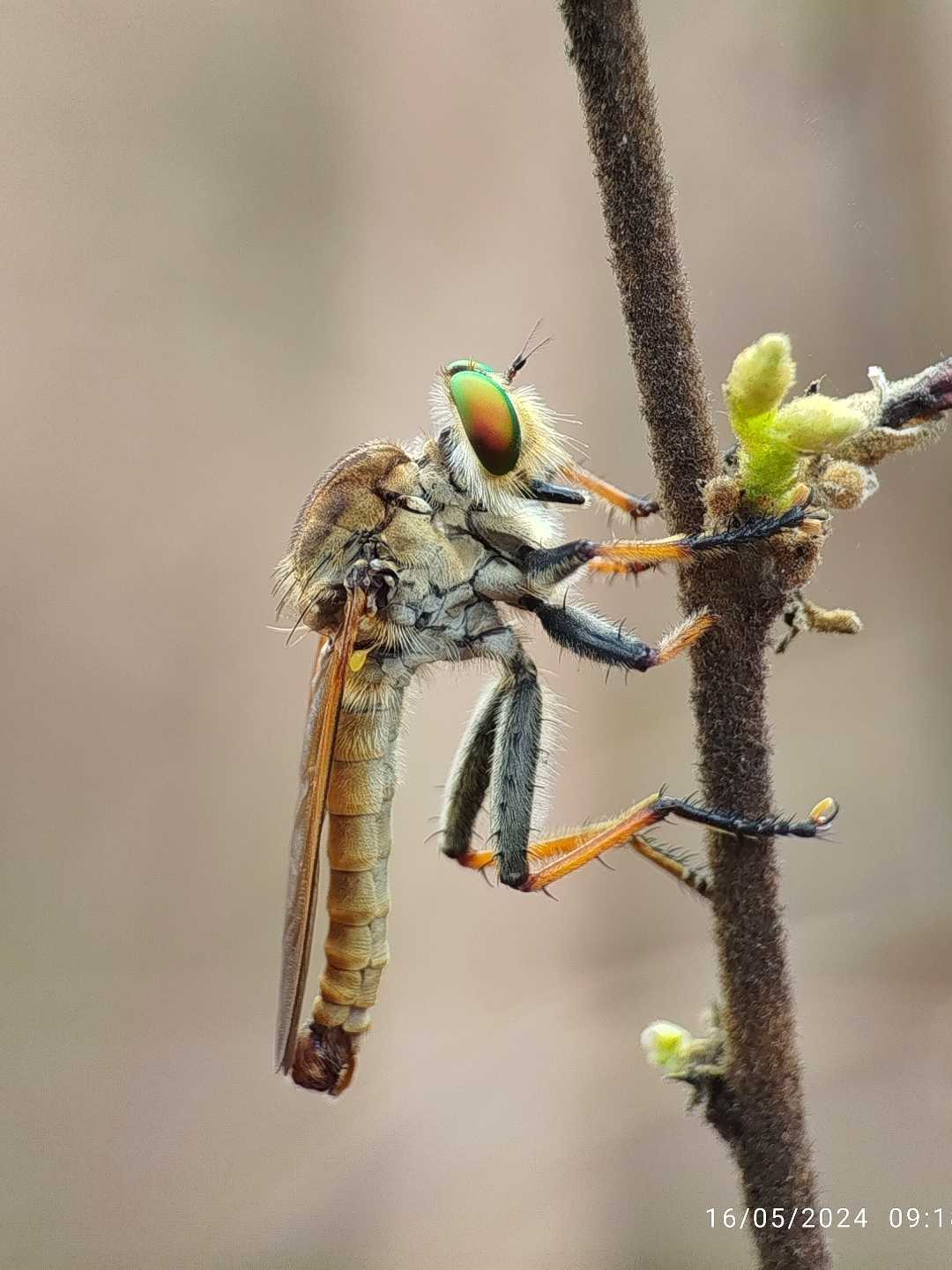 Asilidae 🐝