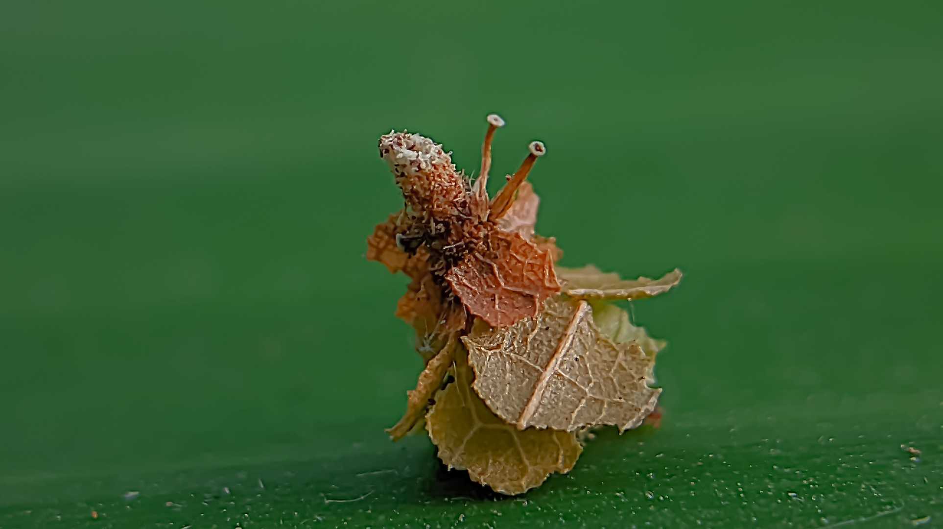 PAGODIELLA HEKMEYERI (Ulat kantong pagoda)