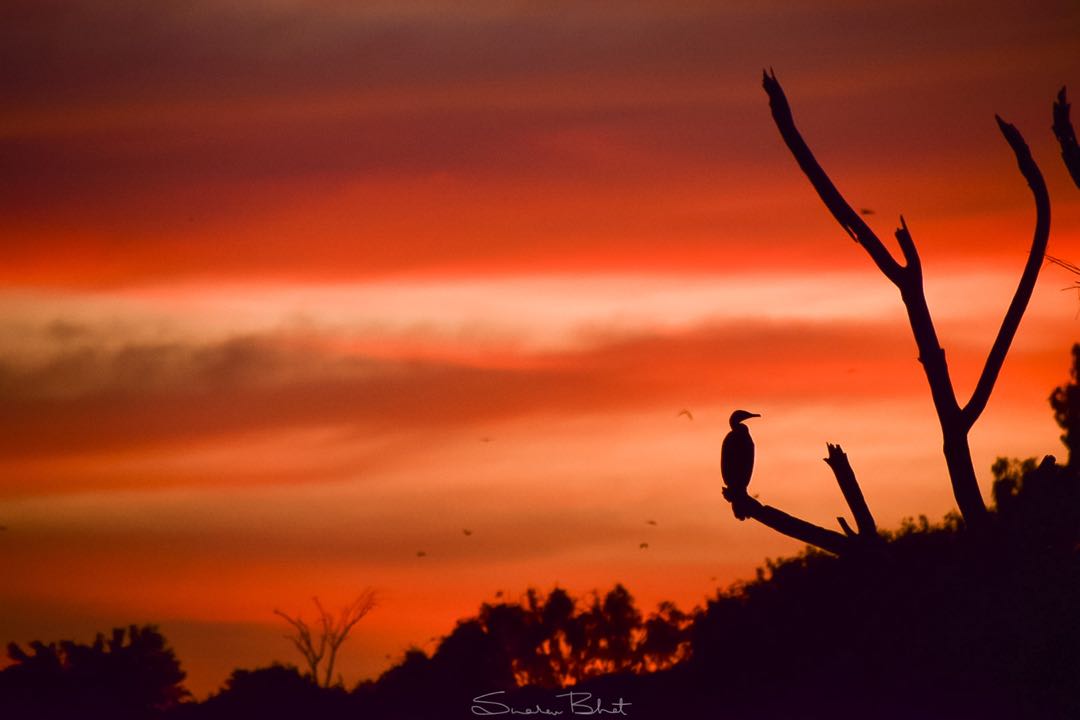 sun sets, so do the birds..