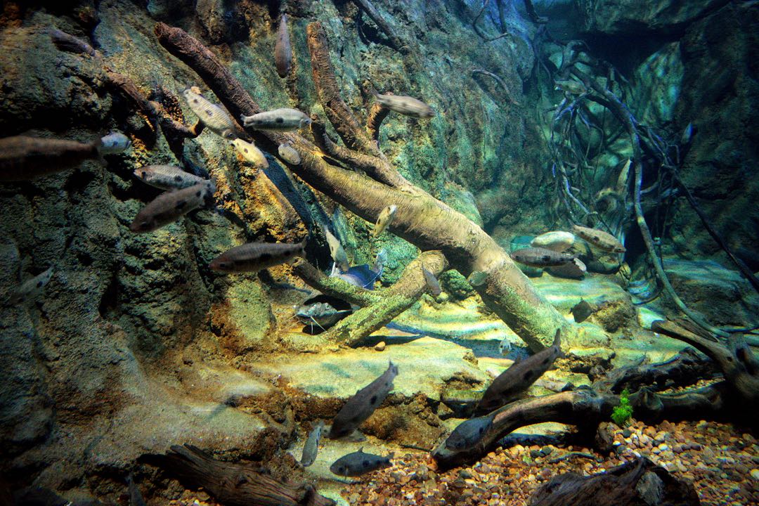 Acuario / Aquarium 🐠🐡🐟