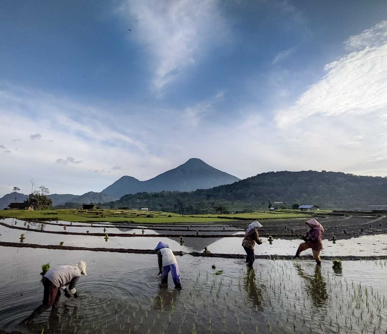 planting rice