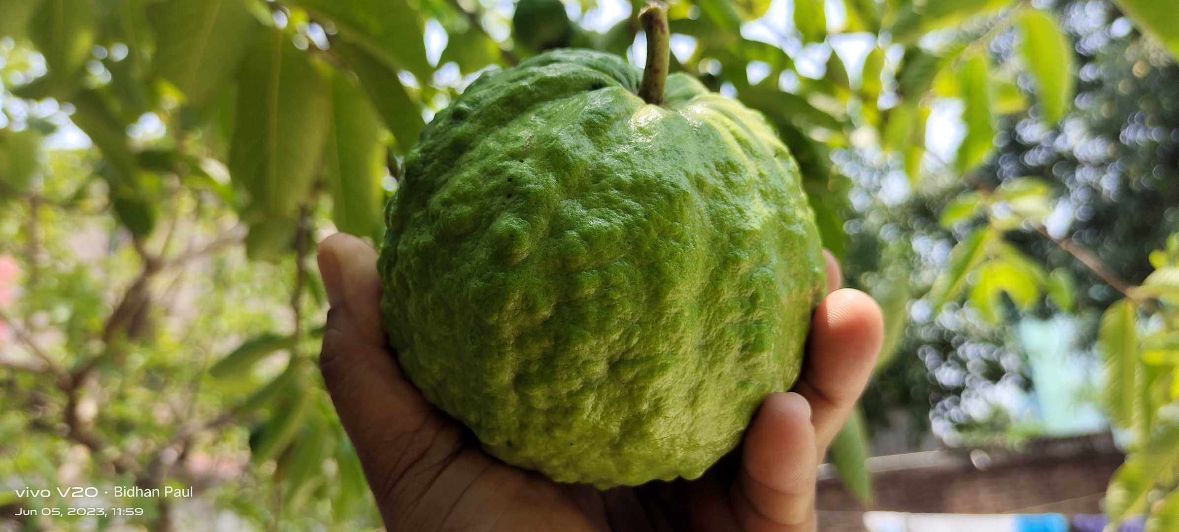 পেয়ারা