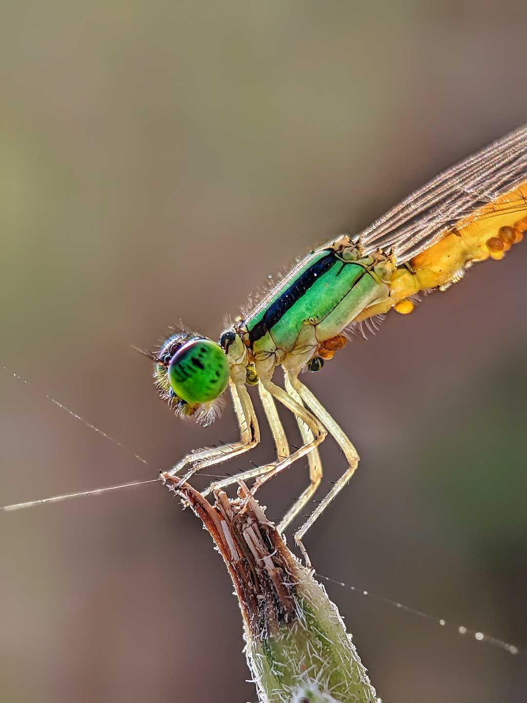 damselfly 