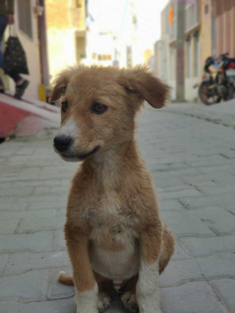 found a puppy on road