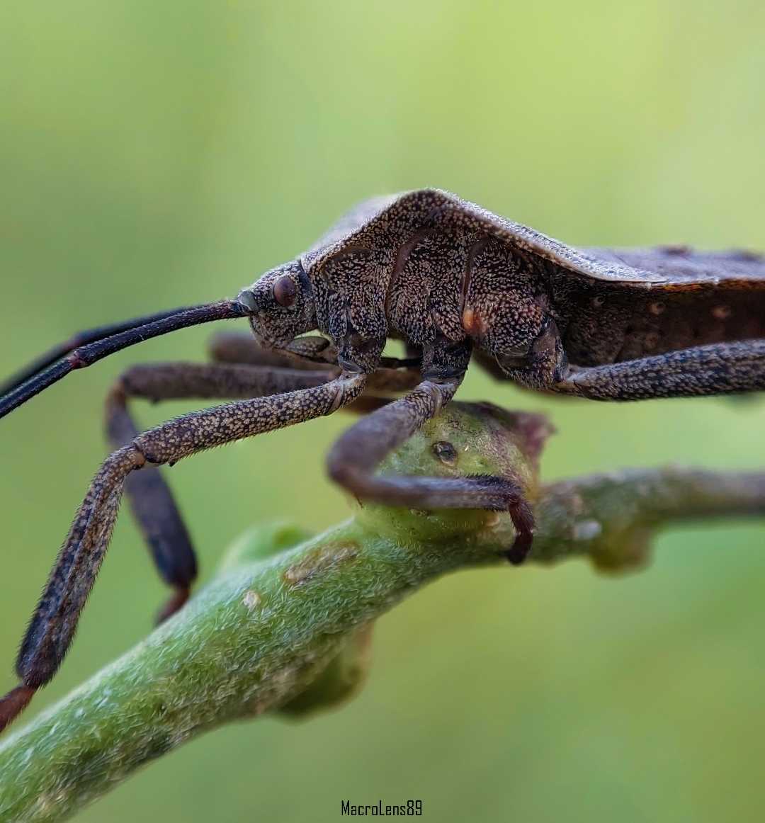 Anasa Tristis