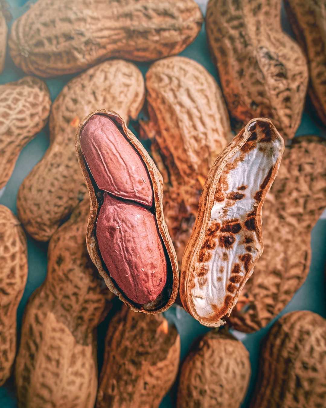 Peanut Photography 