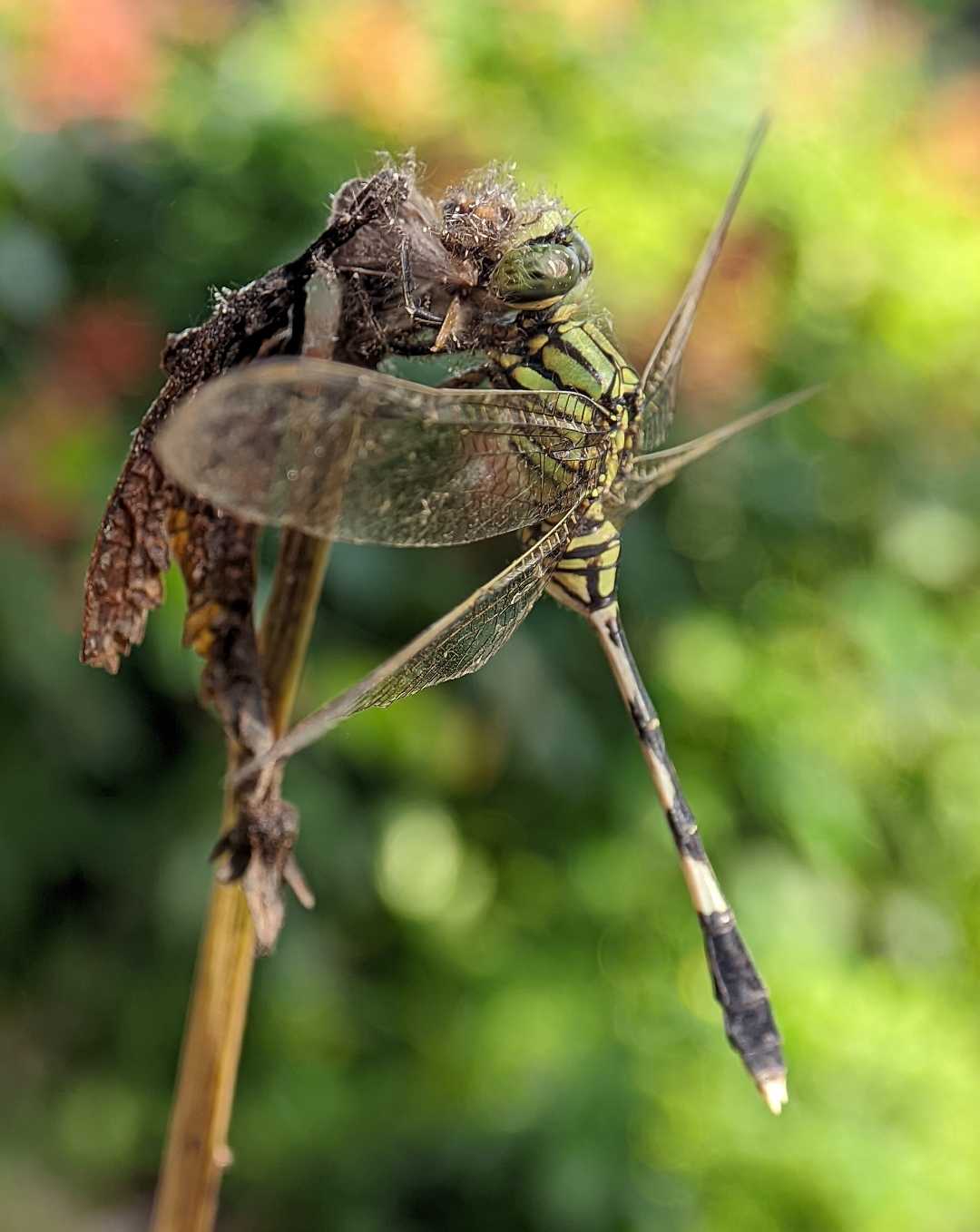 Capung badak