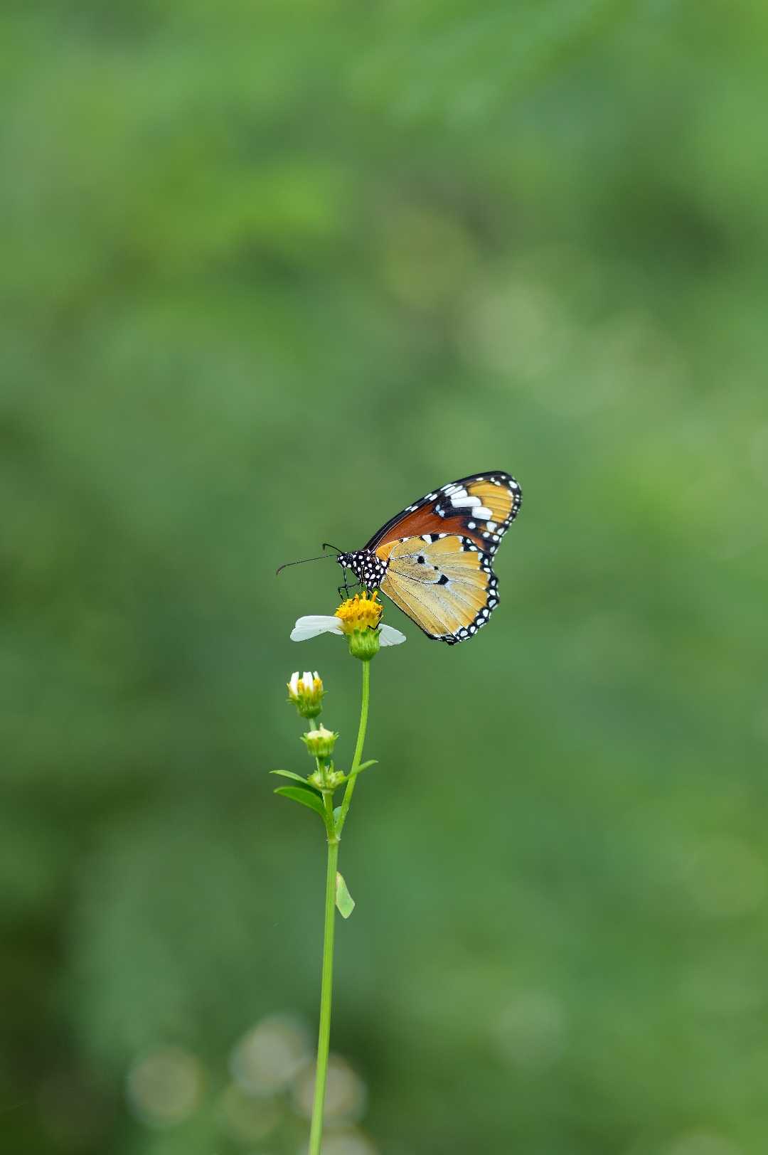Kupu-kupu Nymphalidae
