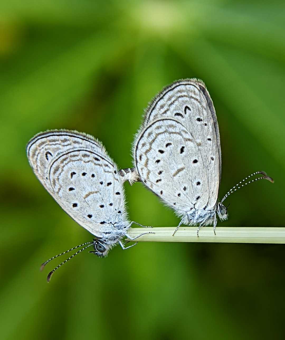 Tiny grass blue 💙
