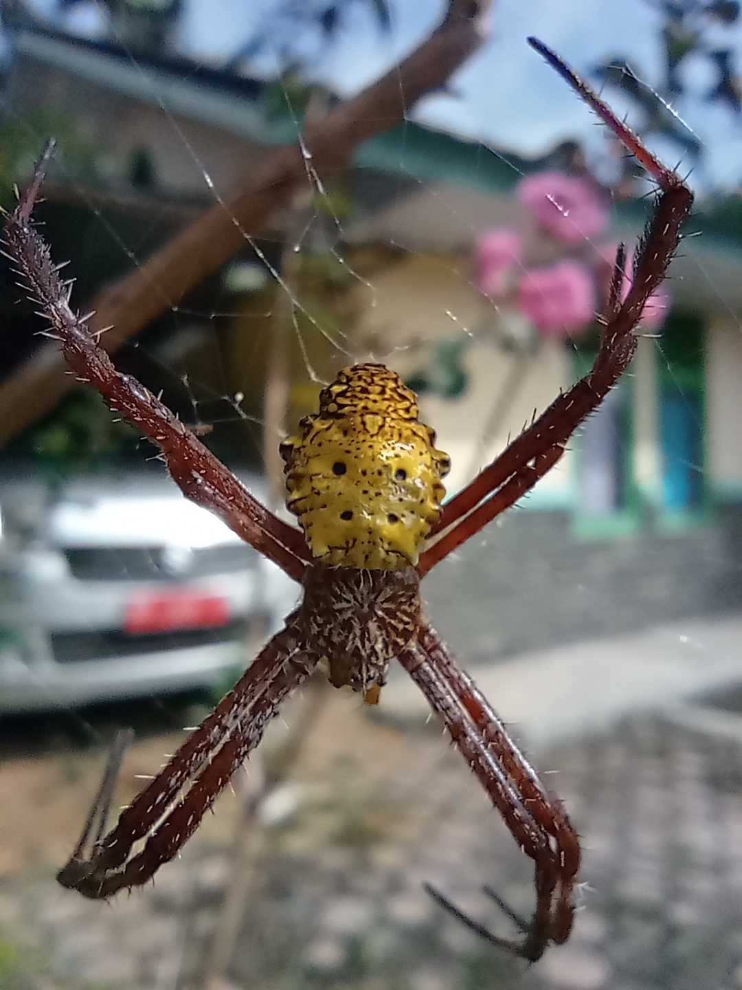 spider🕷