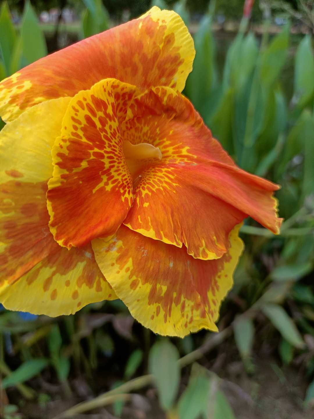 flower photography 🌺