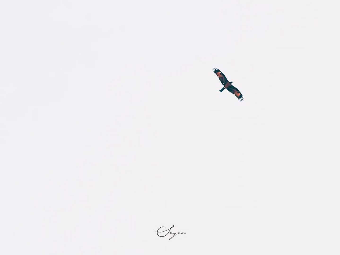 Fly High 