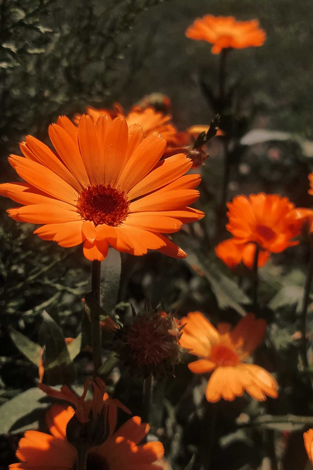 Flower 🌷