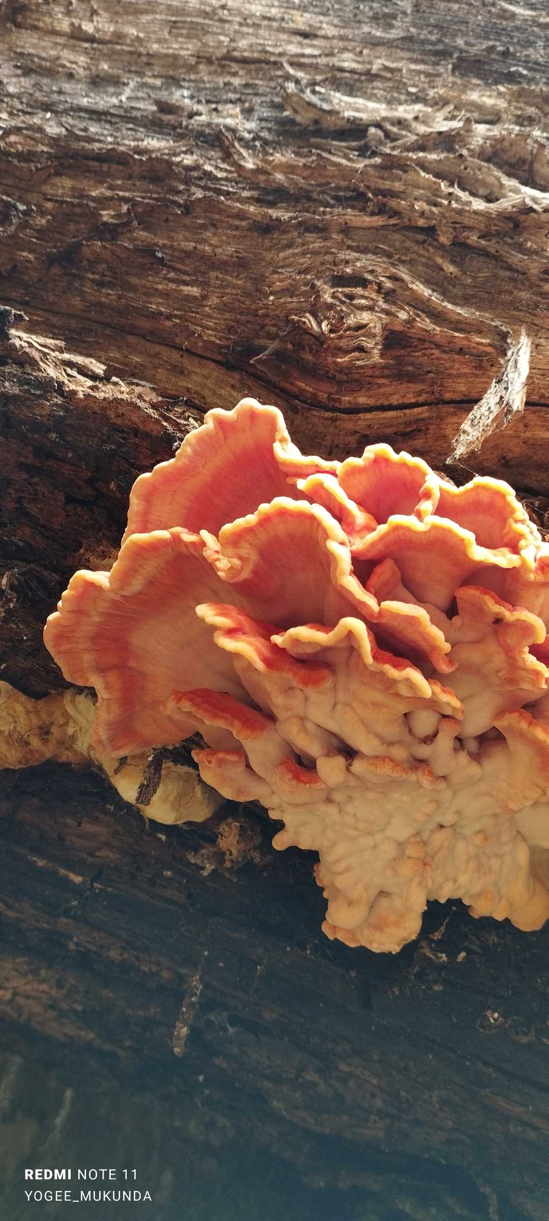 #Chicken of the Woods #fungus 