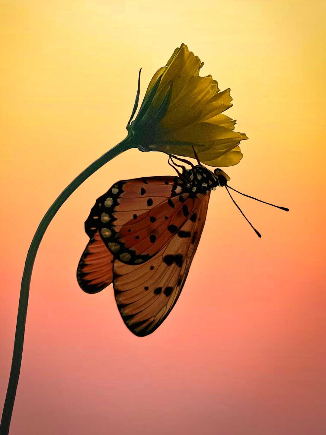 buterfly in siluet