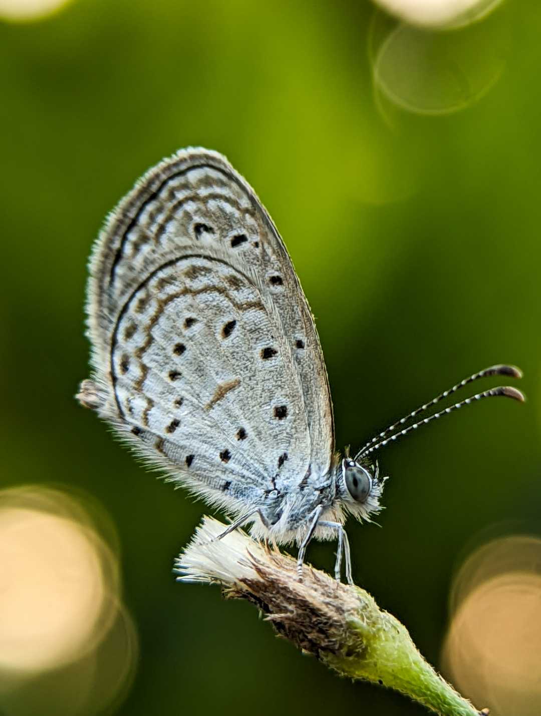 Tiny grass blue 