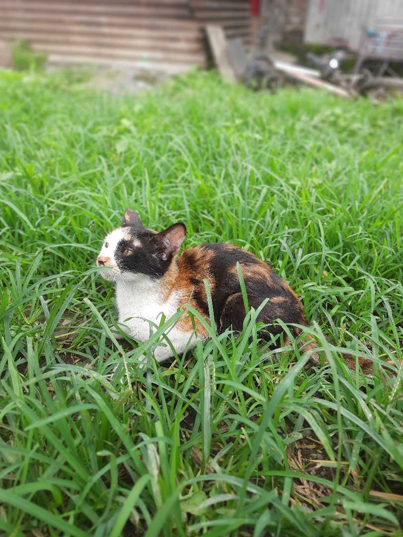 😻