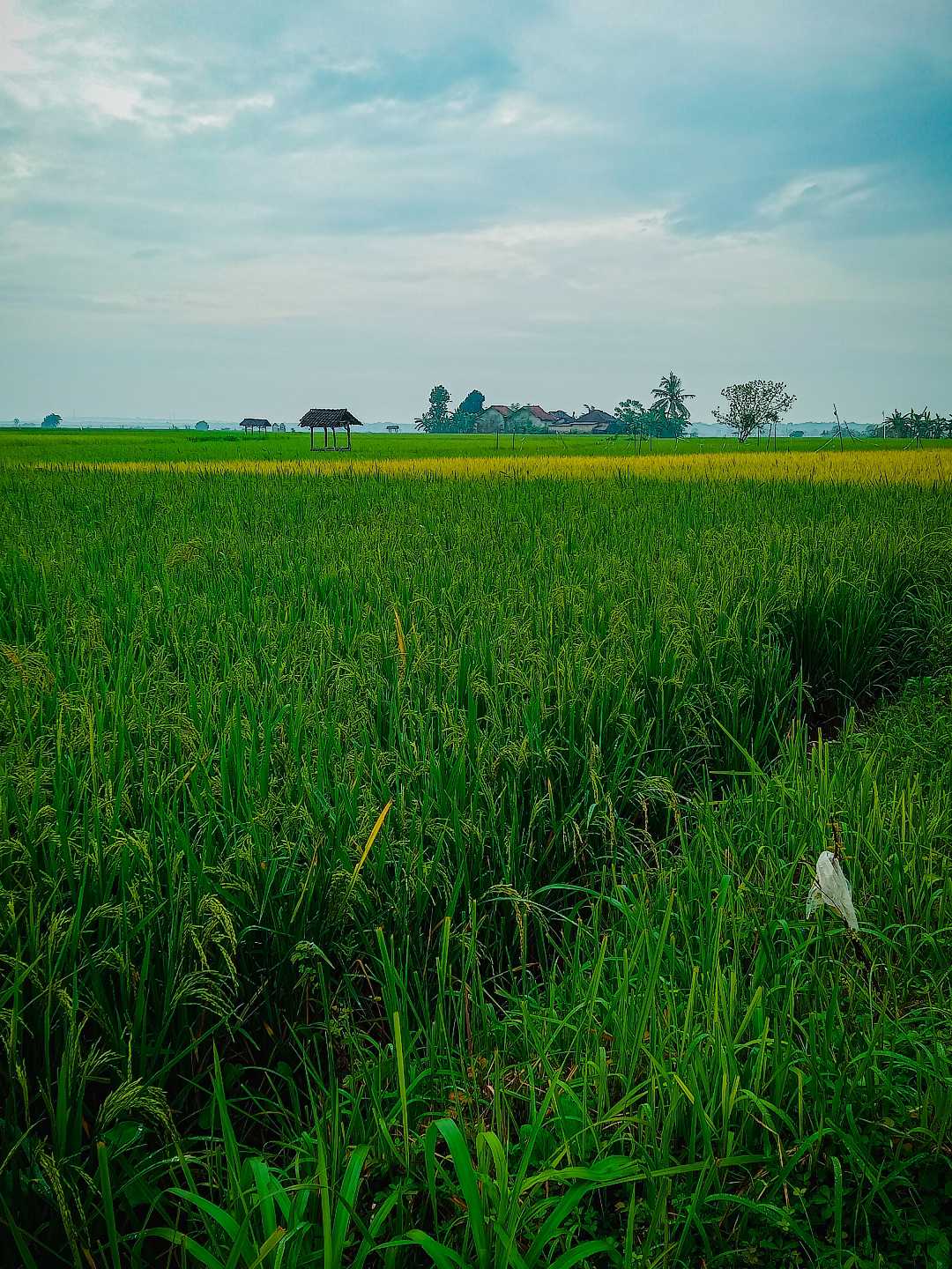 TANAH SUBUR.