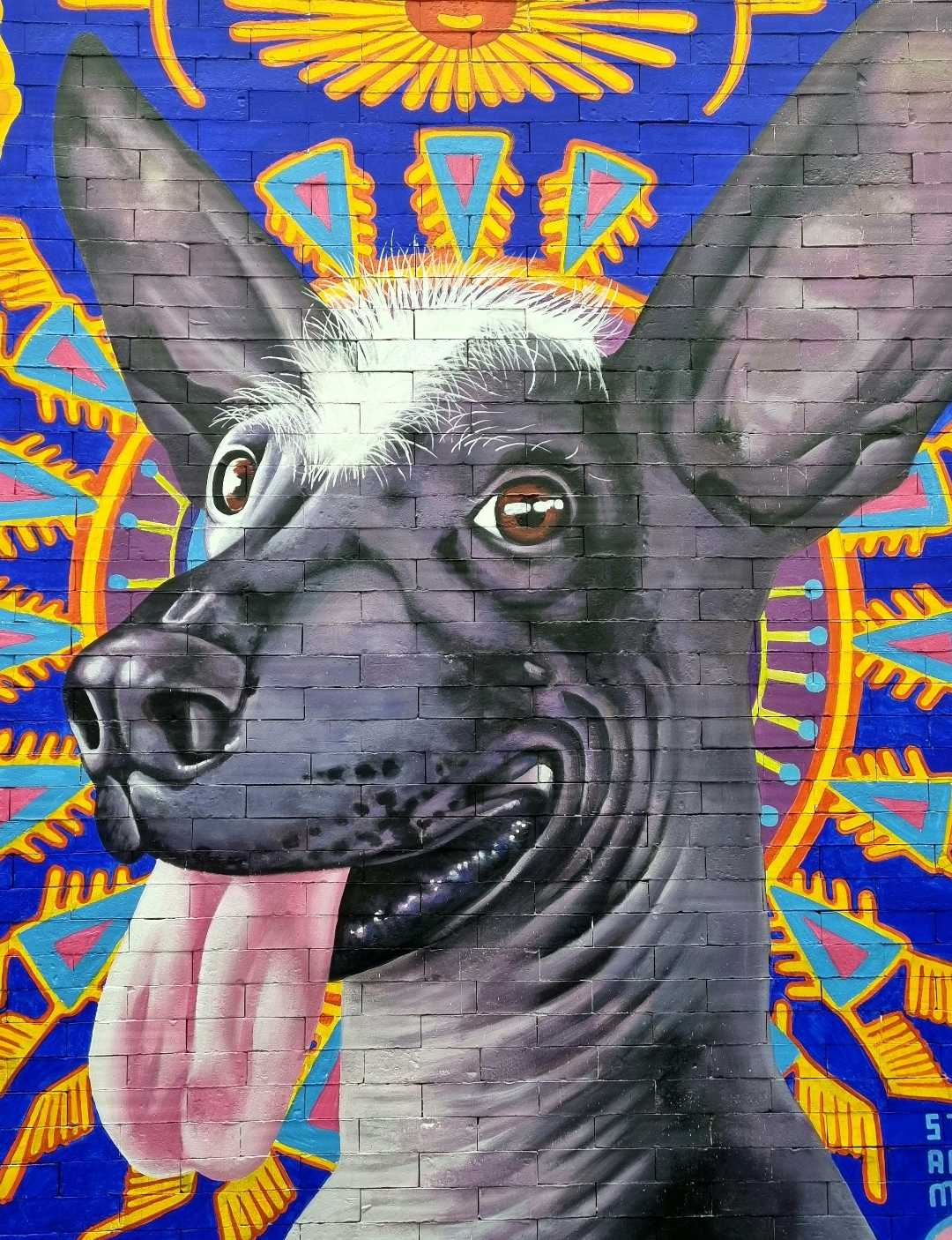 Mexican Xoloitzcuintle