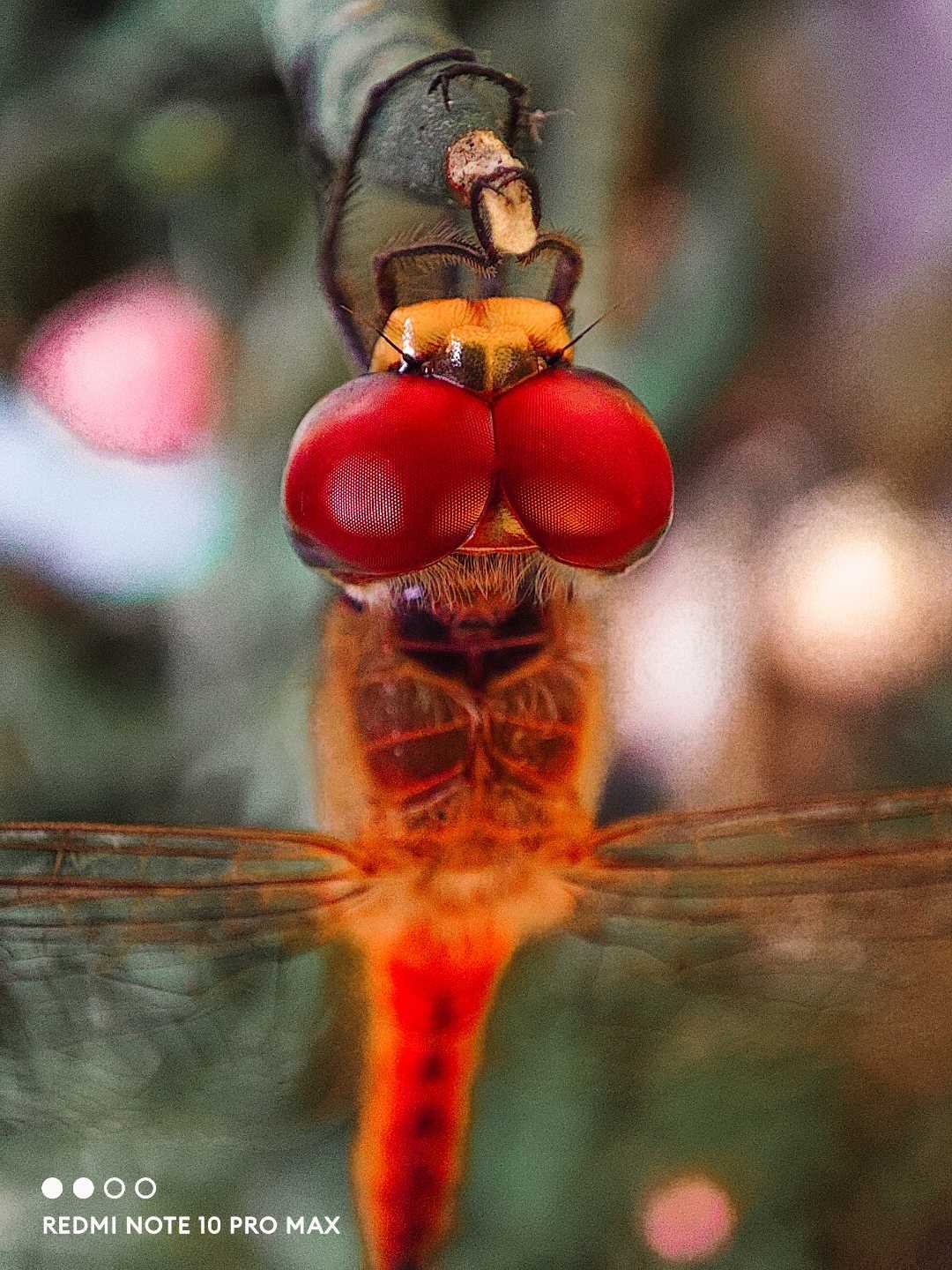 Macro photography 😇