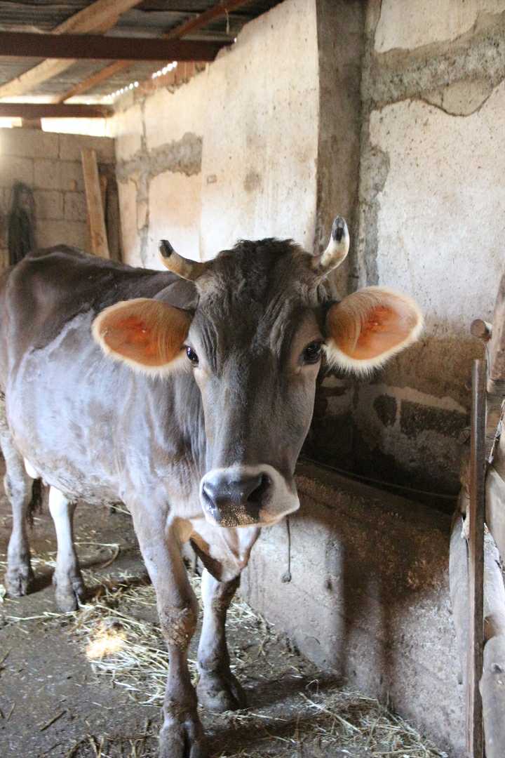 Şirinköy 