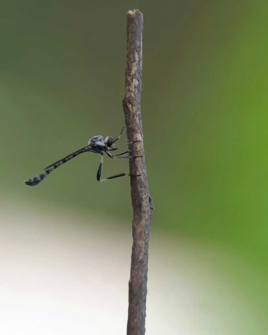 Leptogaster