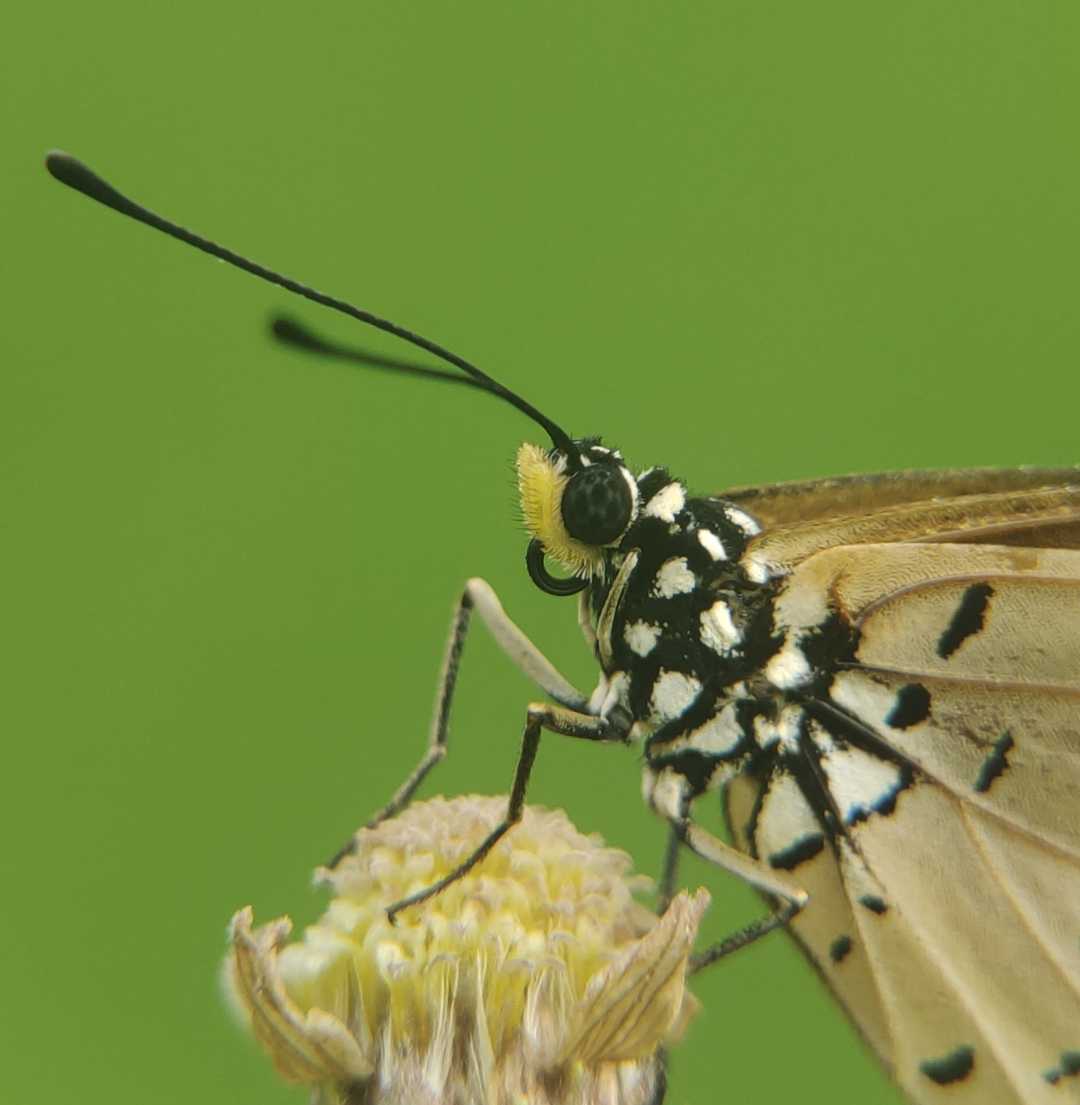 Kupukupu
