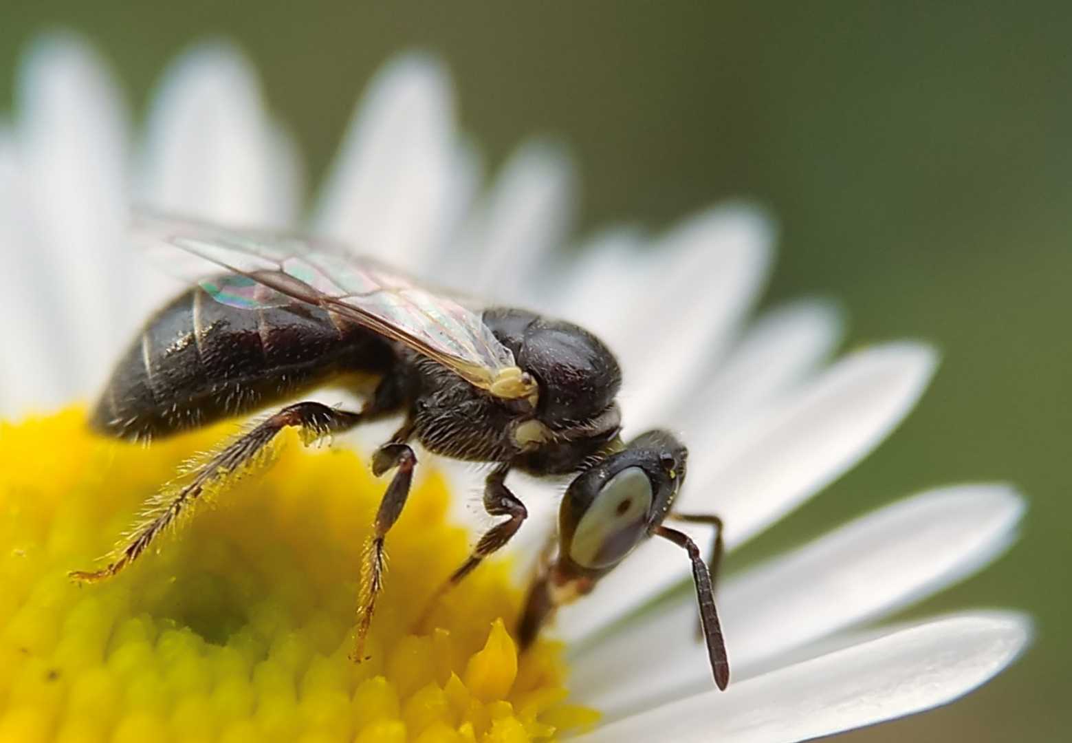 'B' for Bee, 'B' for Beautiful 
