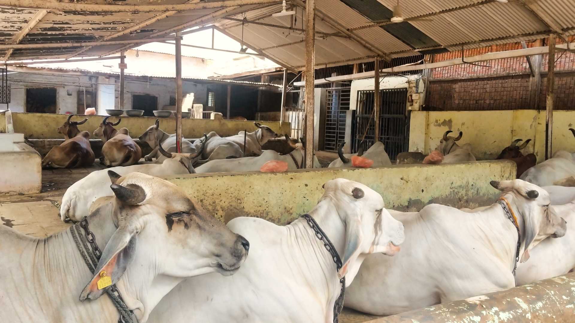 Gaushala