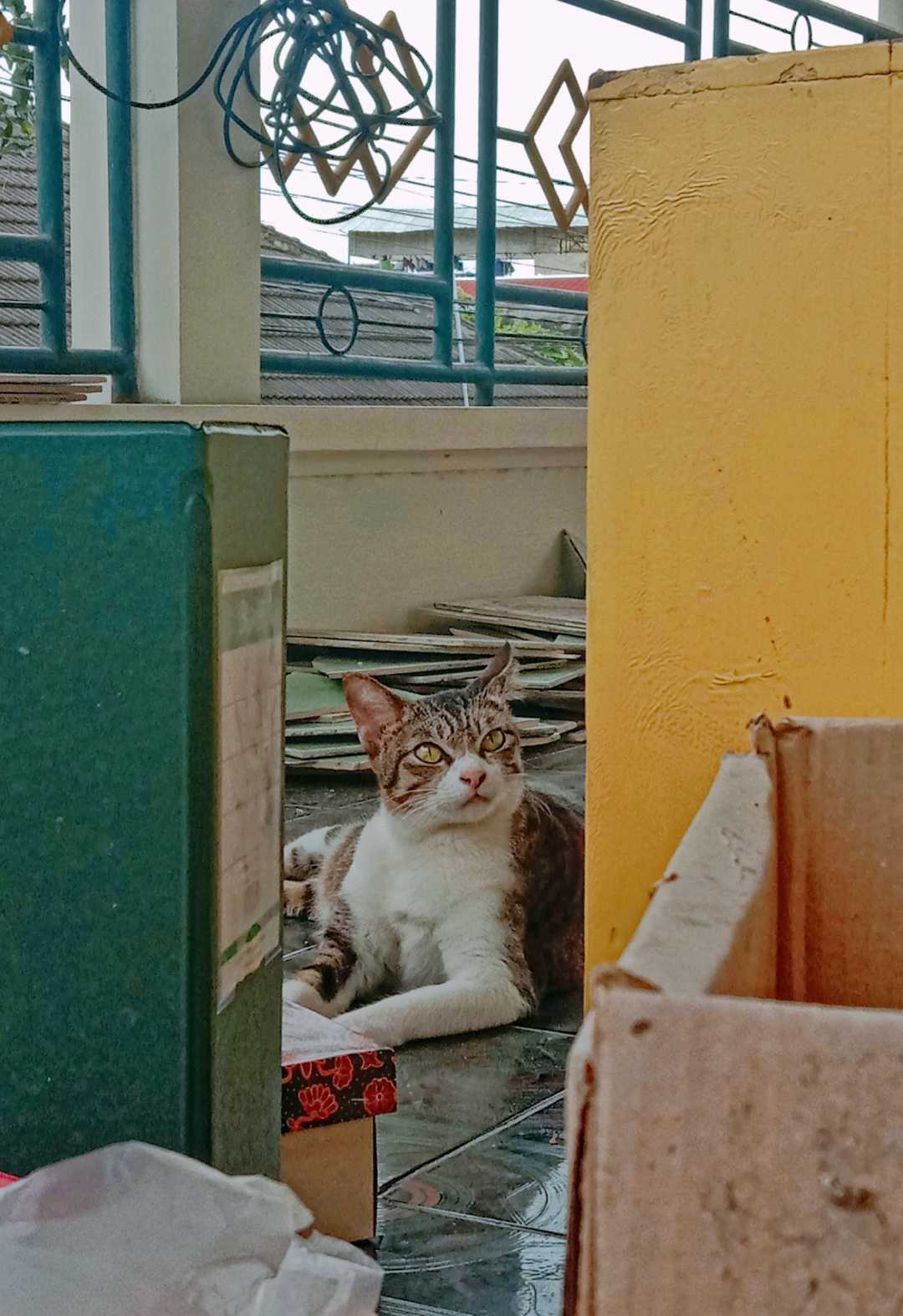 Kadita the Next Top Cat Model