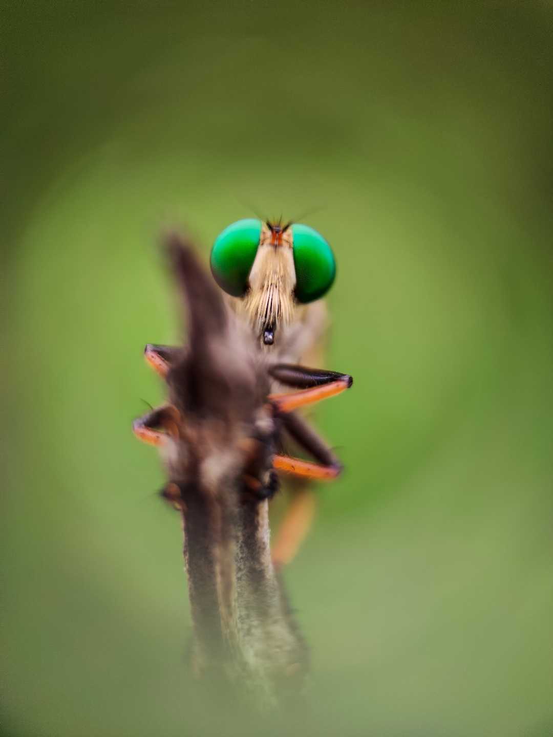 Robber Fly