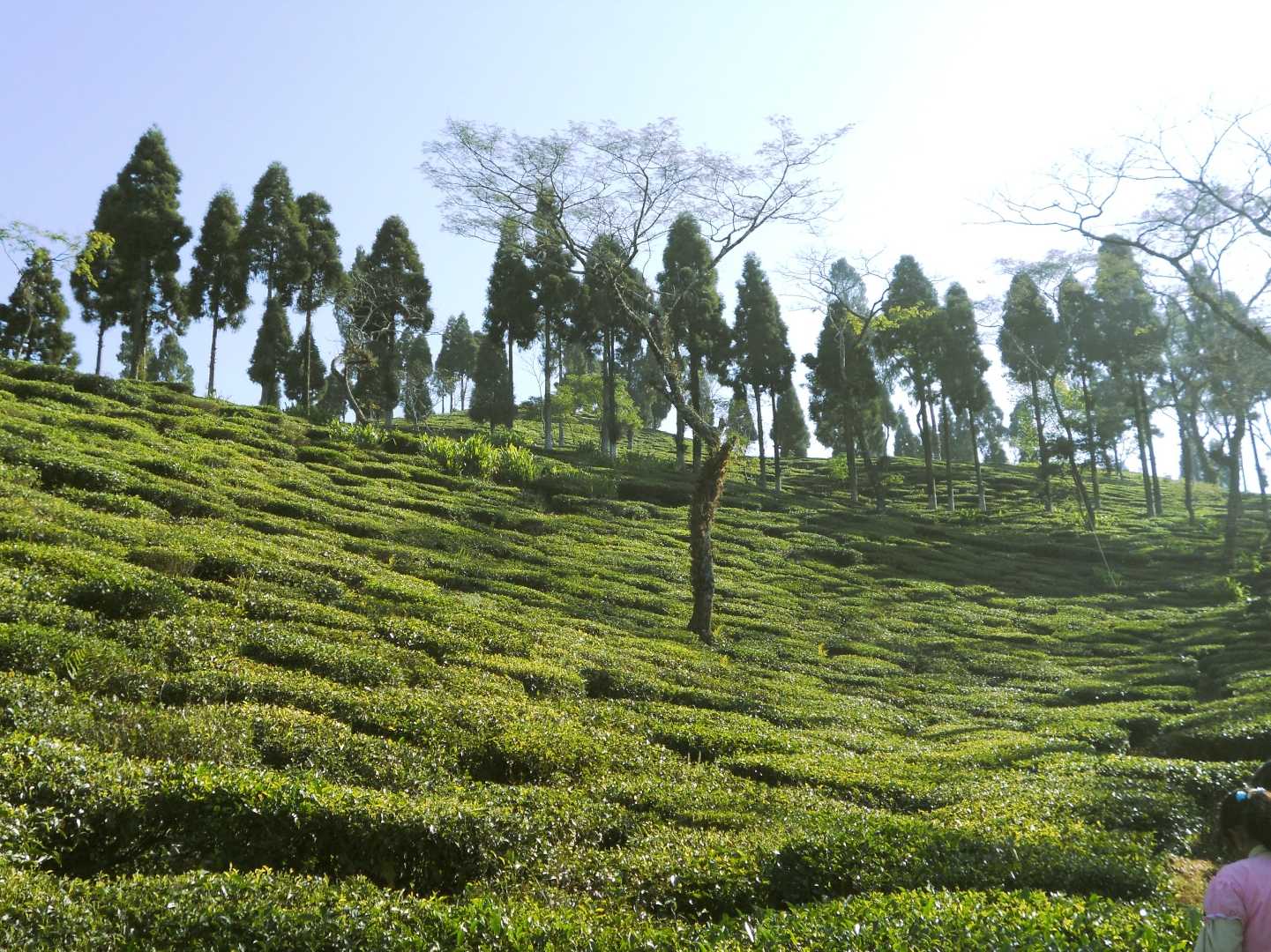 Darjeeling Tea Garden