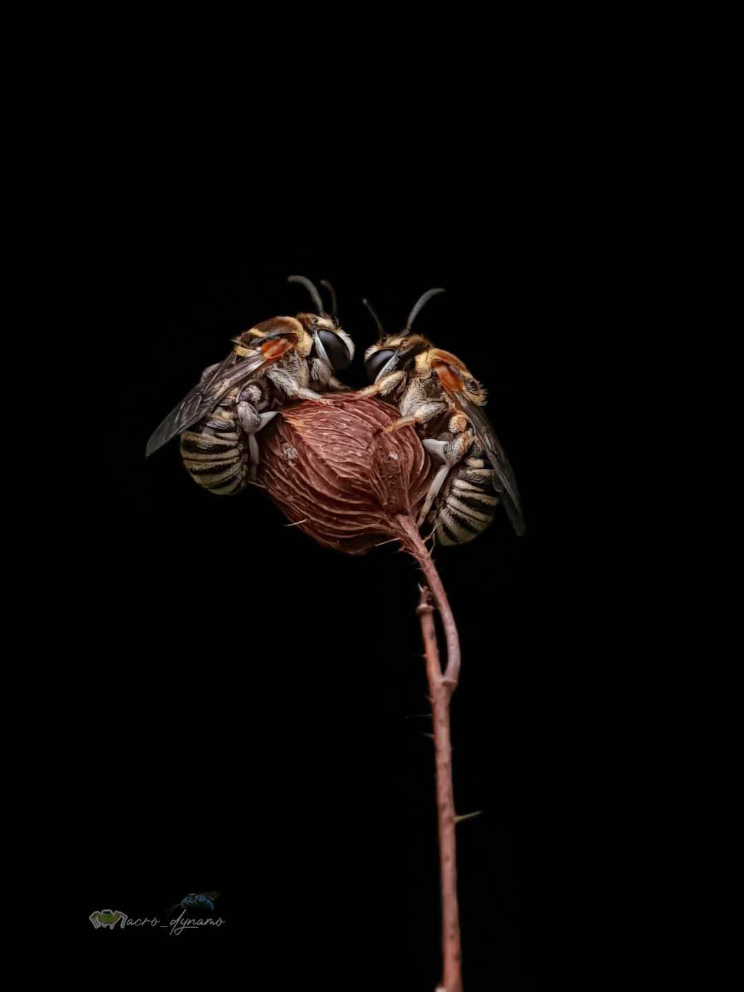 Bees sleeping 😴 