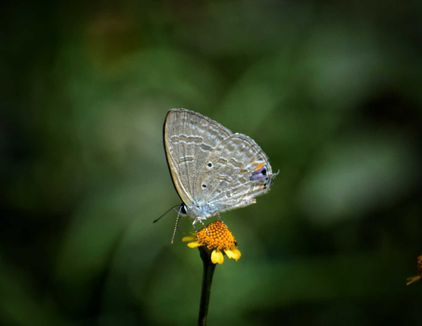 Indian Cabbage White