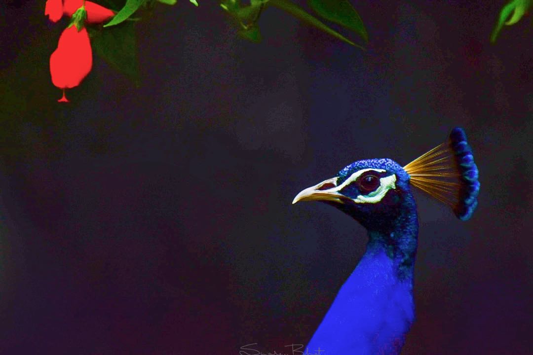 The vibrant ones!