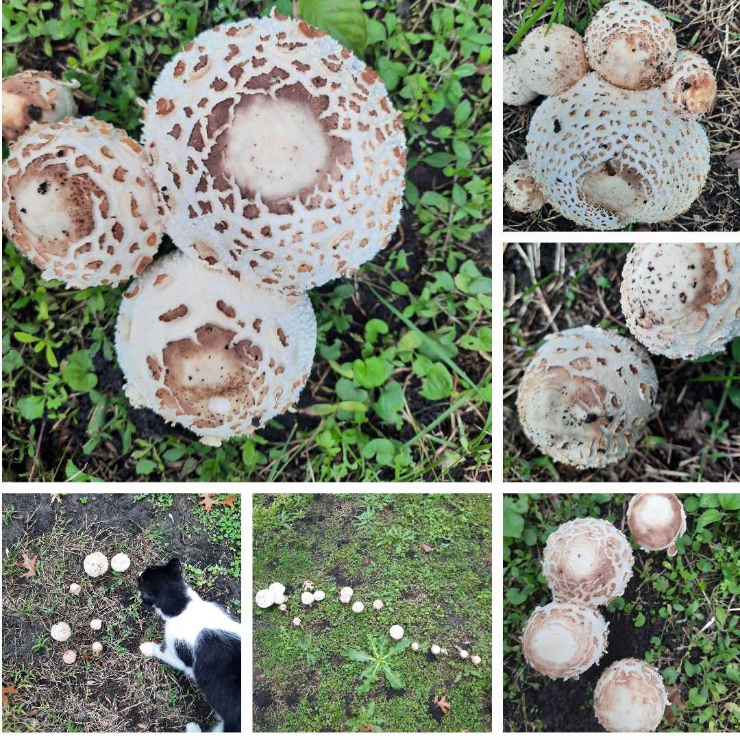 Hongos