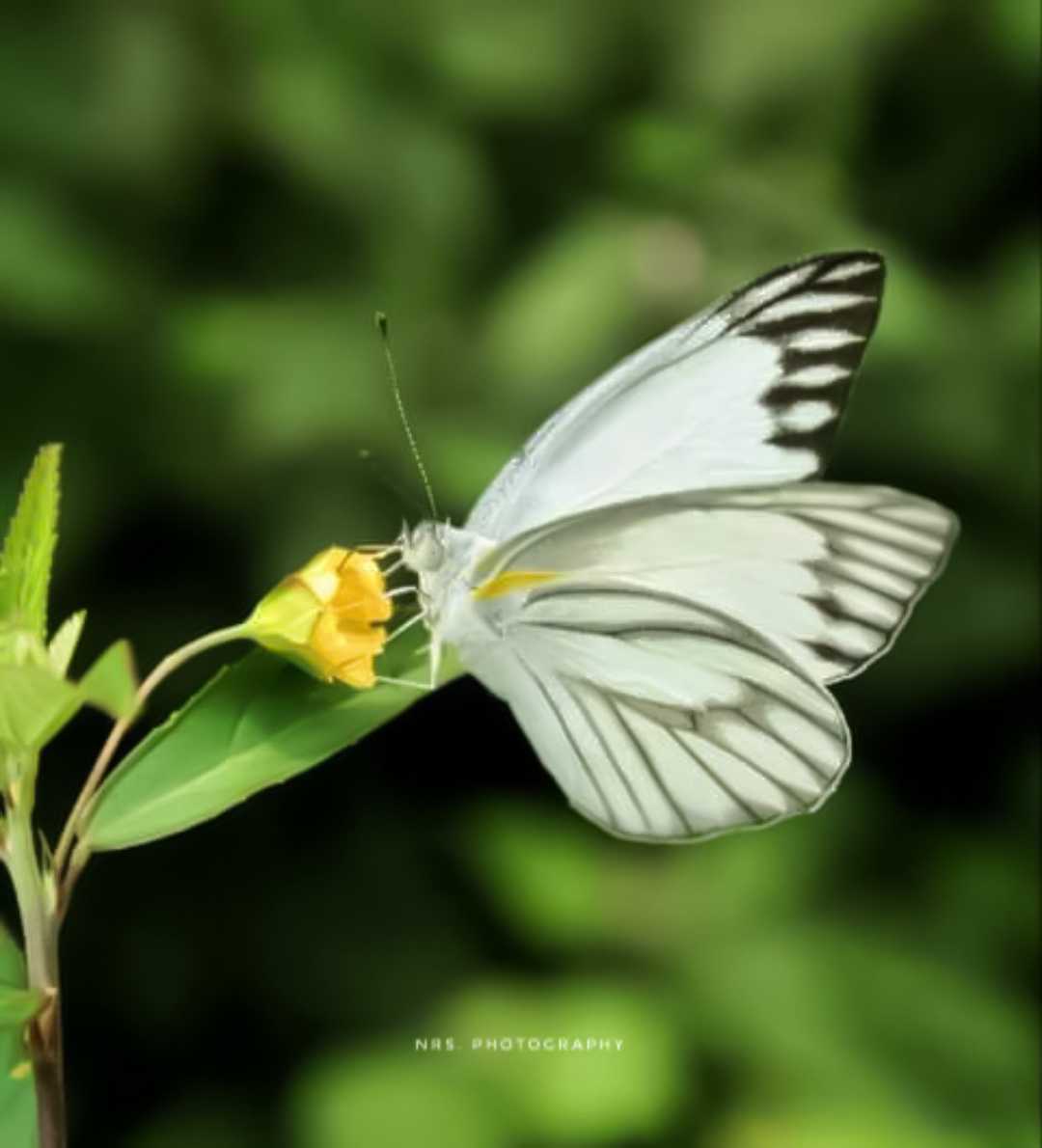Appias Libythea